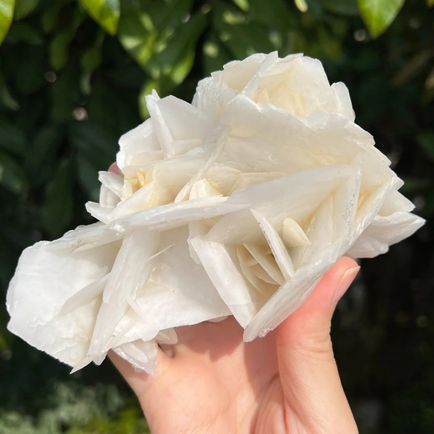 CrystalHola UV Reactive Rose Calcite Mineral Specimen